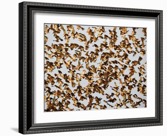 Safety in Numbers 2, (red-billed quelea), Namibia, 2018-Eric Meyer-Framed Photographic Print