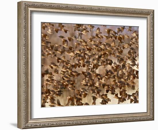 Safety in Numbers 3 (red-billed quelea), Namibia, 2018-Eric Meyer-Framed Photographic Print