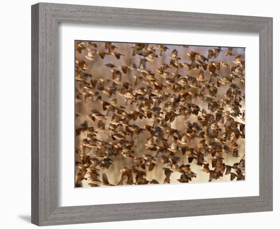 Safety in Numbers 3 (red-billed quelea), Namibia, 2018-Eric Meyer-Framed Photographic Print