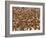 Safety in Numbers 3 (red-billed quelea), Namibia, 2018-Eric Meyer-Framed Photographic Print