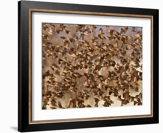 Safety in Numbers 3 (red-billed quelea), Namibia, 2018-Eric Meyer-Framed Photographic Print