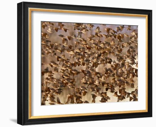 Safety in Numbers 3 (red-billed quelea), Namibia, 2018-Eric Meyer-Framed Photographic Print