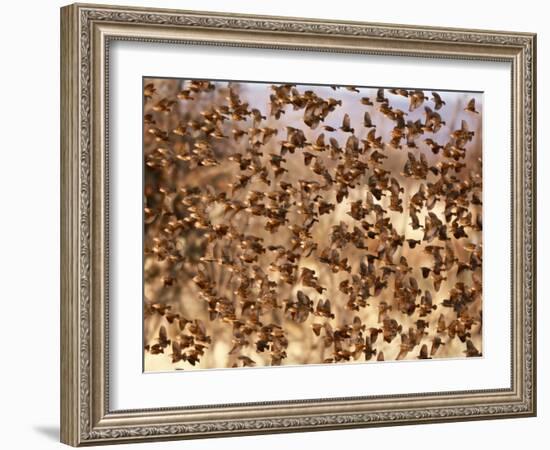 Safety in Numbers (red-billed quelea), Namibia, 2018-Eric Meyer-Framed Photographic Print