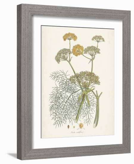 Saffron Botanicals II-Unknown-Framed Art Print