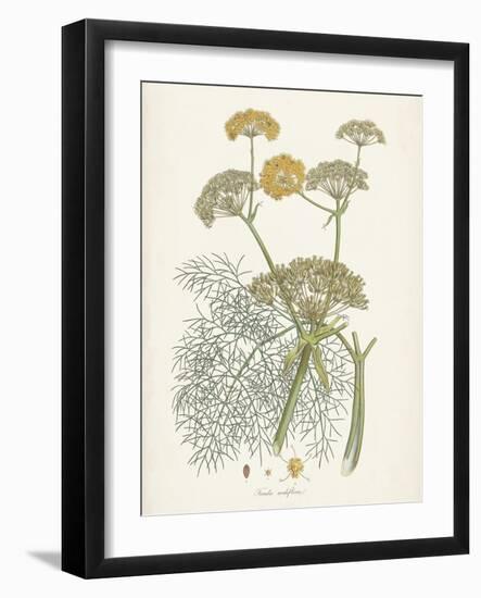 Saffron Botanicals II-Unknown-Framed Art Print