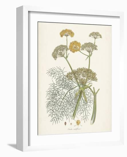 Saffron Botanicals II-Unknown-Framed Art Print