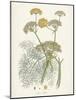 Saffron Botanicals II-Unknown-Mounted Art Print