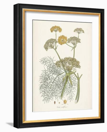 Saffron Botanicals II-Unknown-Framed Art Print
