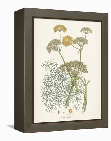 Saffron Botanicals II-Unknown-Framed Stretched Canvas