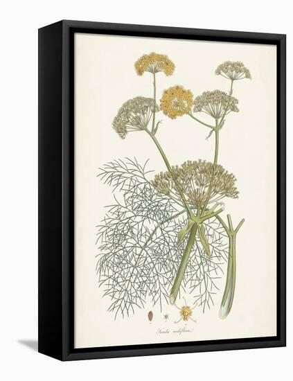 Saffron Botanicals II-Unknown-Framed Stretched Canvas