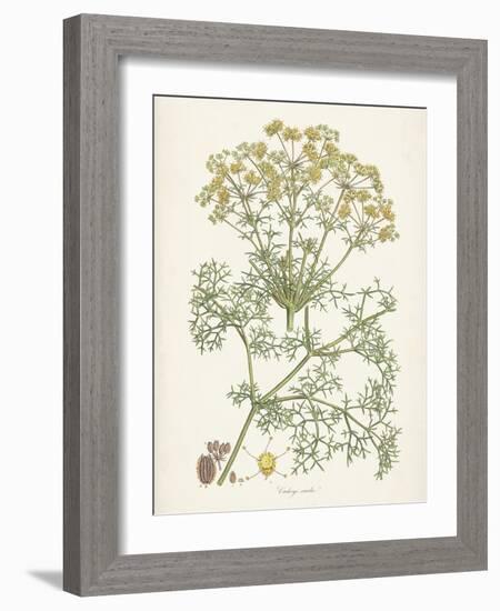 Saffron Botanicals IV-Unknown-Framed Art Print