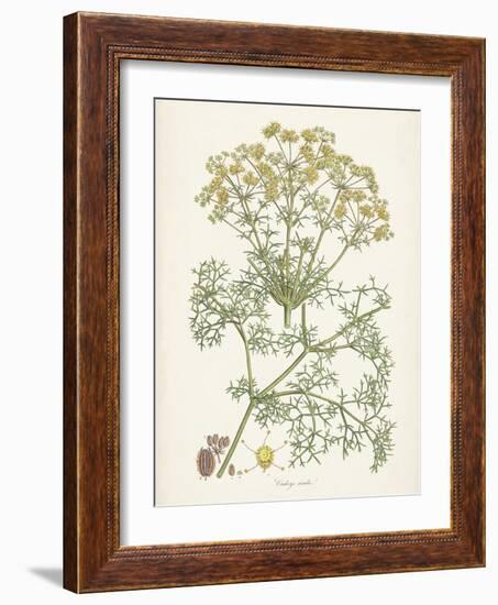 Saffron Botanicals IV-Unknown-Framed Art Print