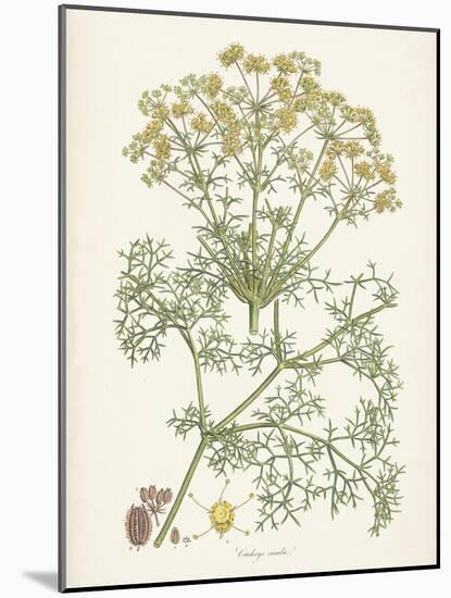 Saffron Botanicals IV-Unknown-Mounted Art Print