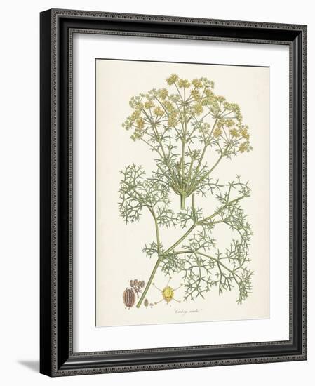 Saffron Botanicals IV-Unknown-Framed Art Print