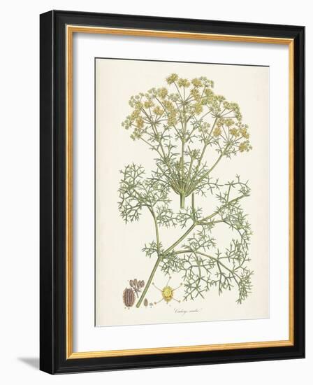 Saffron Botanicals IV-Unknown-Framed Art Print