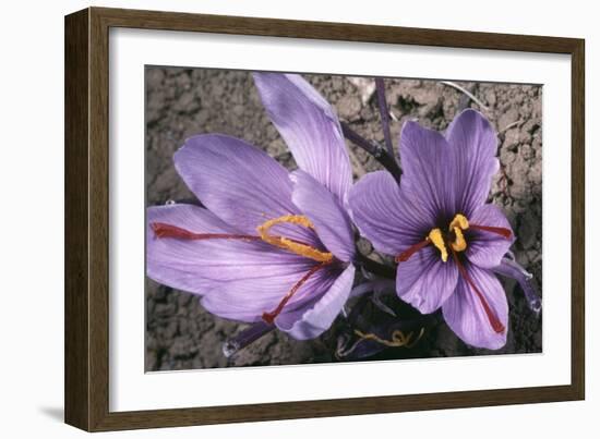 Saffron Crocus Source of Saffron-null-Framed Photographic Print