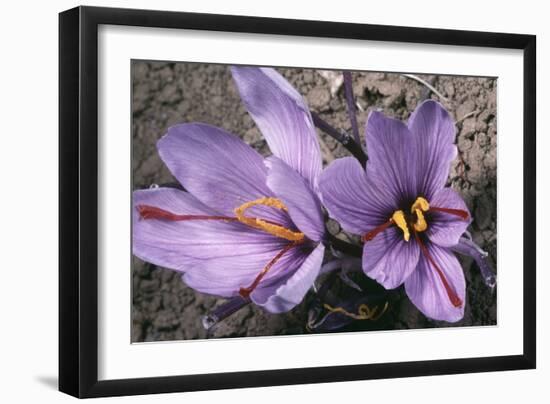 Saffron Crocus Source of Saffron-null-Framed Photographic Print