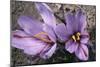 Saffron Crocus Source of Saffron-null-Mounted Photographic Print