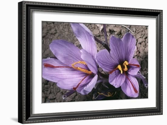 Saffron Crocus Source of Saffron-null-Framed Photographic Print