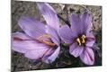 Photographic Print