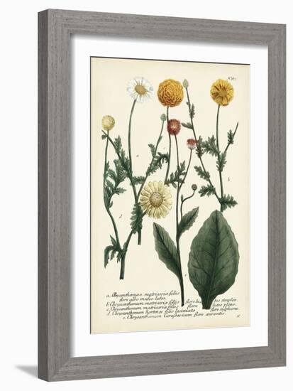 Saffron Garden II-Weinmann-Framed Art Print