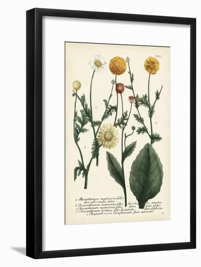 Saffron Garden II-Weinmann-Framed Art Print