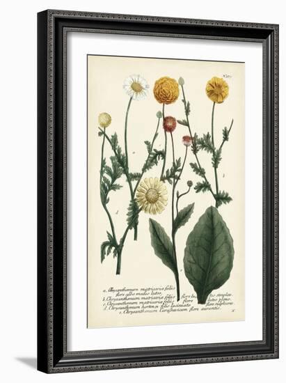 Saffron Garden II-Weinmann-Framed Art Print