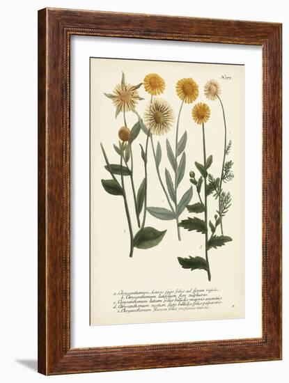 Saffron Garden III-Weinmann-Framed Art Print