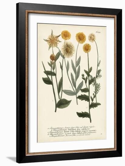 Saffron Garden III-Weinmann-Framed Art Print