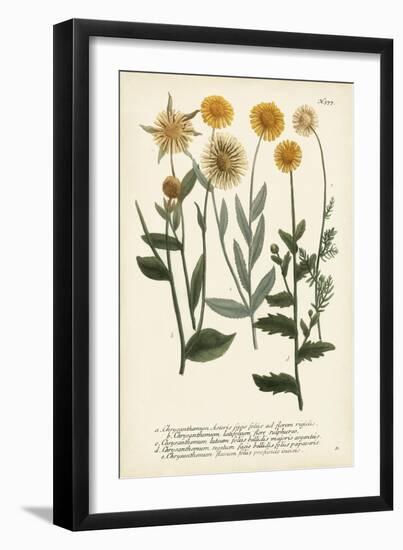 Saffron Garden III-Weinmann-Framed Art Print