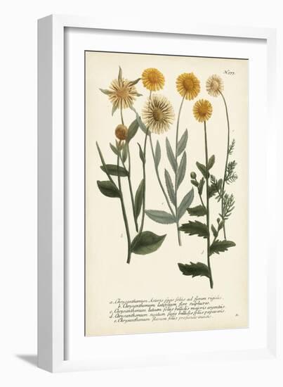 Saffron Garden III-Weinmann-Framed Art Print