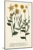 Saffron Garden III-Weinmann-Mounted Art Print