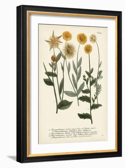 Saffron Garden III-Weinmann-Framed Art Print