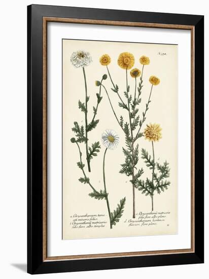 Saffron Garden IV-Weinmann-Framed Premium Giclee Print