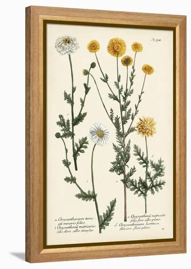 Saffron Garden IV-Weinmann-Framed Stretched Canvas