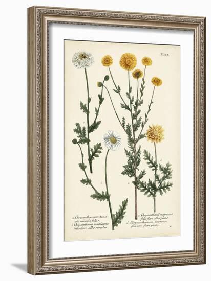 Saffron Garden IV-Weinmann-Framed Art Print