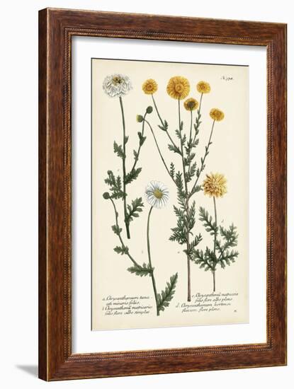 Saffron Garden IV-Weinmann-Framed Art Print