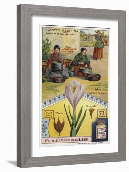 Saffron: Harvesting and Roasting of Crocus Stigmas-null-Framed Giclee Print