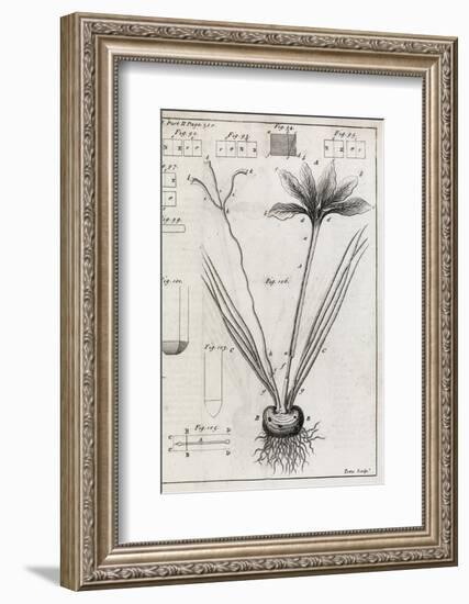 Saffron Plant, 18th Century-Middle Temple Library-Framed Photographic Print