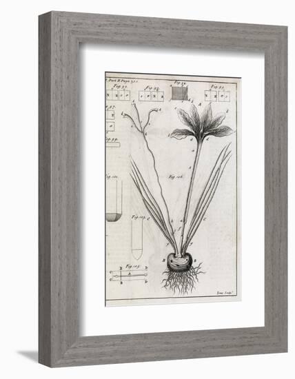 Saffron Plant, 18th Century-Middle Temple Library-Framed Photographic Print