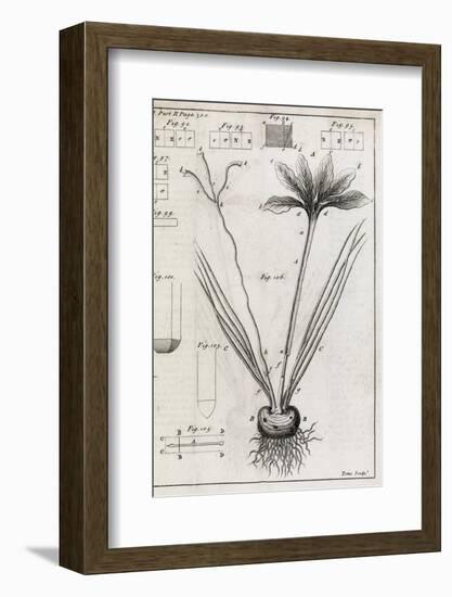 Saffron Plant, 18th Century-Middle Temple Library-Framed Photographic Print