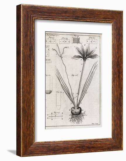 Saffron Plant, 18th Century-Middle Temple Library-Framed Photographic Print