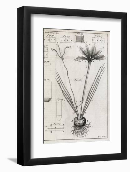 Saffron Plant, 18th Century-Middle Temple Library-Framed Photographic Print