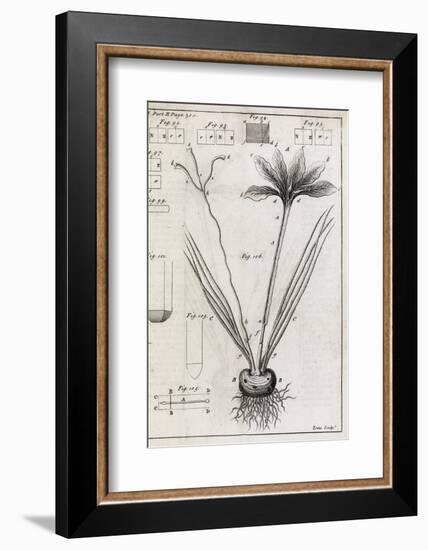 Saffron Plant, 18th Century-Middle Temple Library-Framed Photographic Print