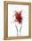 Saffron Threads in Tongs-Marc O^ Finley-Framed Premier Image Canvas