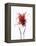 Saffron Threads in Tongs-Marc O^ Finley-Framed Premier Image Canvas