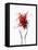 Saffron Threads in Tongs-Marc O^ Finley-Framed Premier Image Canvas