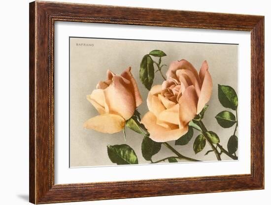 Safrano Roses-null-Framed Art Print