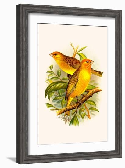 Safron Finch or Brazilian Bunting or Brazilian Canary-F.w. Frohawk-Framed Art Print