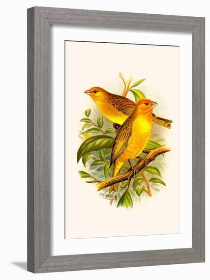 Safron Finch or Brazilian Bunting or Brazilian Canary-F.w. Frohawk-Framed Art Print